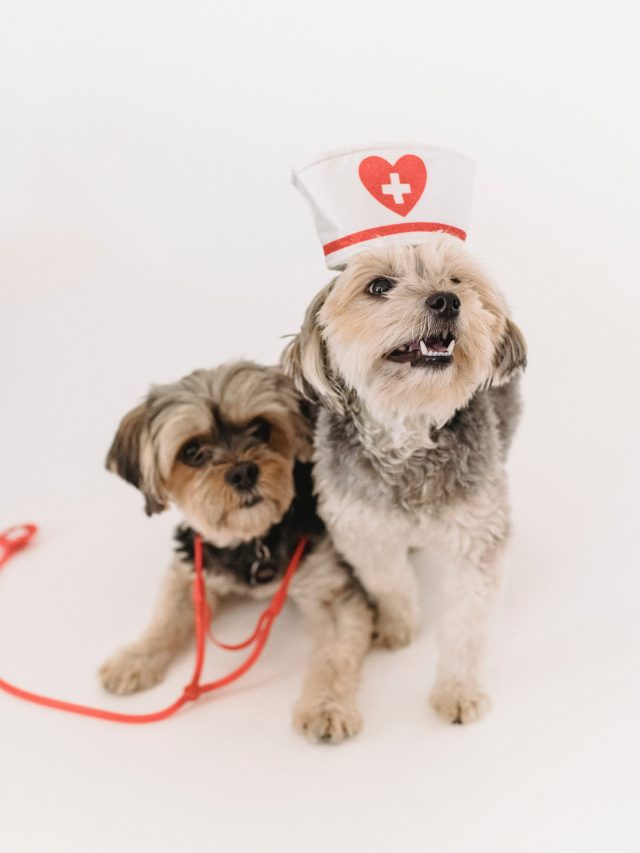 Top 9 Veterinary Skills: Animal Healthcare 2023