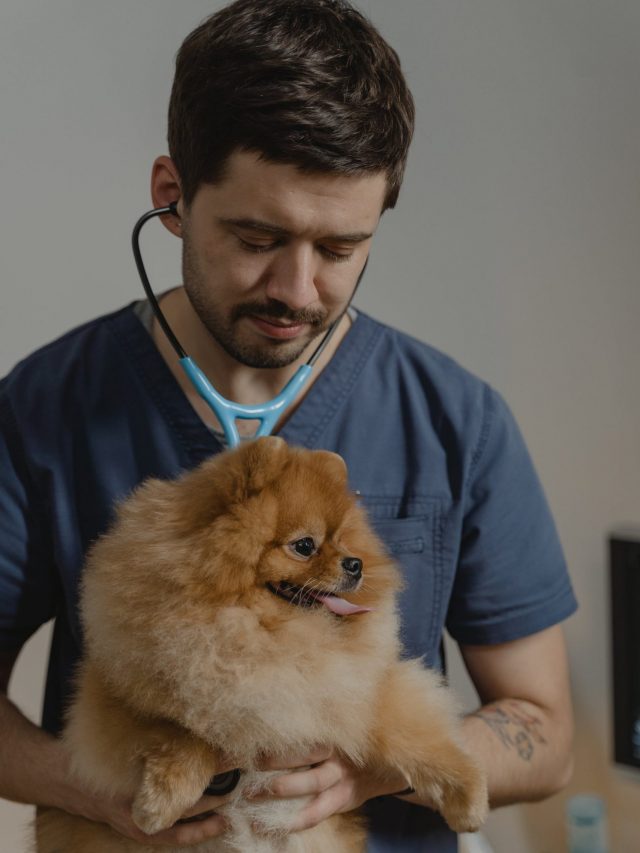Top 9 Essential Skills for Veterinary Professionals